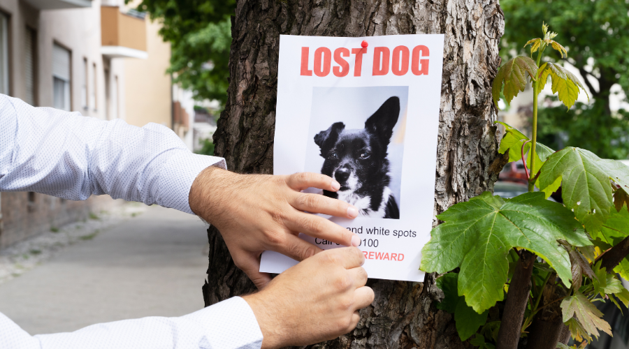 LOST ANIMAL ASSISTANCE (PLEASE read description thoroughly ๐)