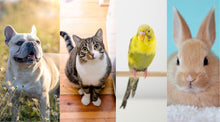 Load image into Gallery viewer, ONE ANIMAL SESSION - Dog, Cat, Bird, or Small Domestic
