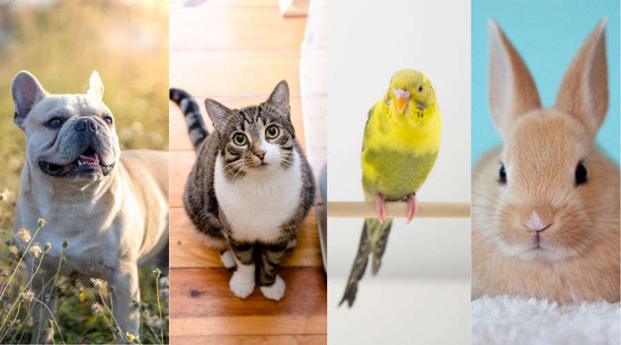 ONE ANIMAL SESSION - Dog, Cat, Bird, or Small Domestic