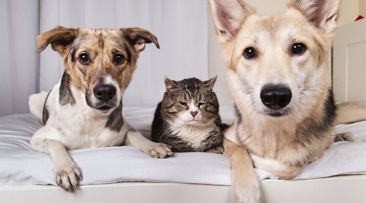 TWO OR MORE LIVING ANIMALS SESSION - Dogs, Cats, Birds, or Small Domestics (any combination - living animals only)